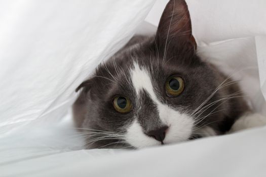Adorable tuxedo cat peeking out from under white fabric indoors, showcasing its furry charm.