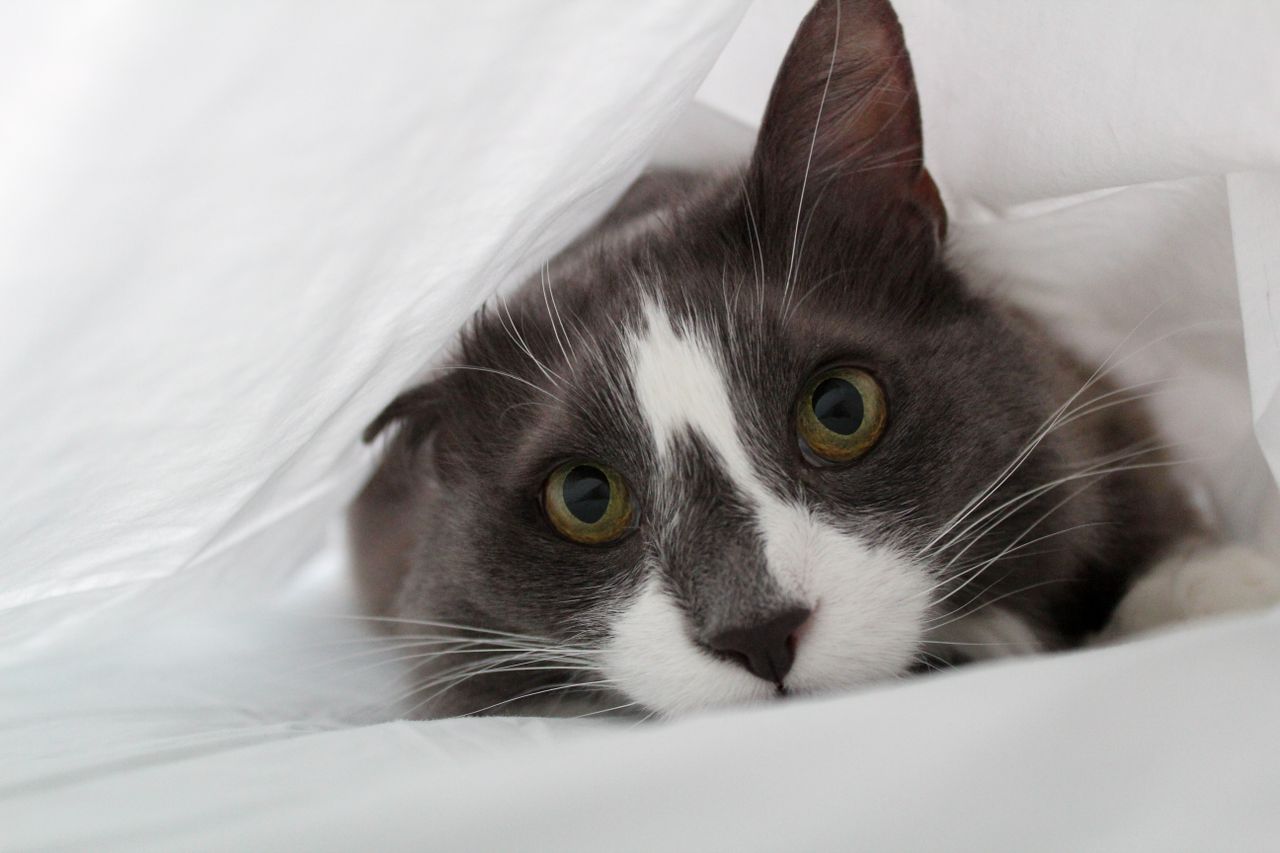 adorable tuxedo cat peeking out from under white fabric indoors showca