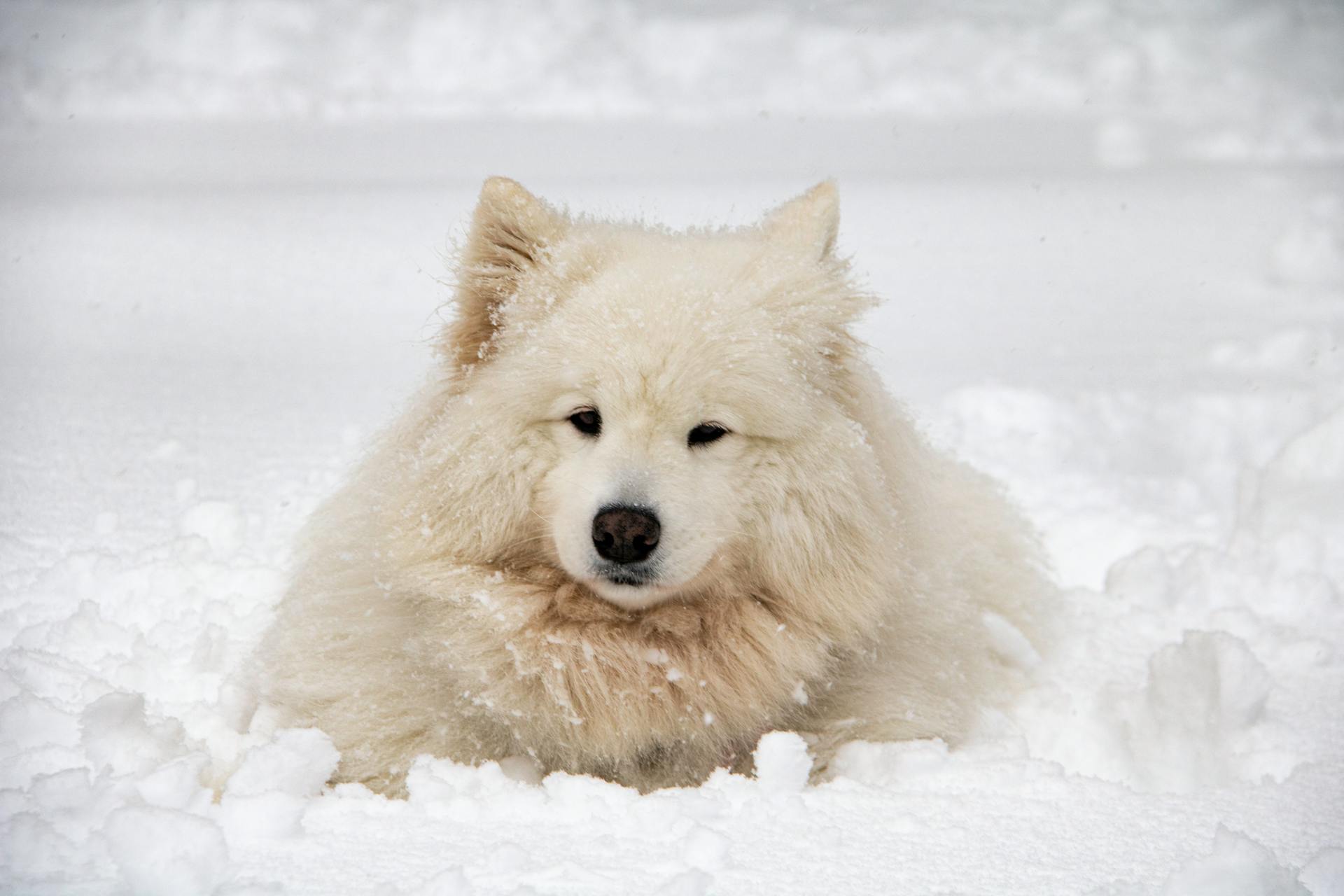 Close-Up Shot of a Samoyed Dog Lying Down on a Snow-Covered Ground