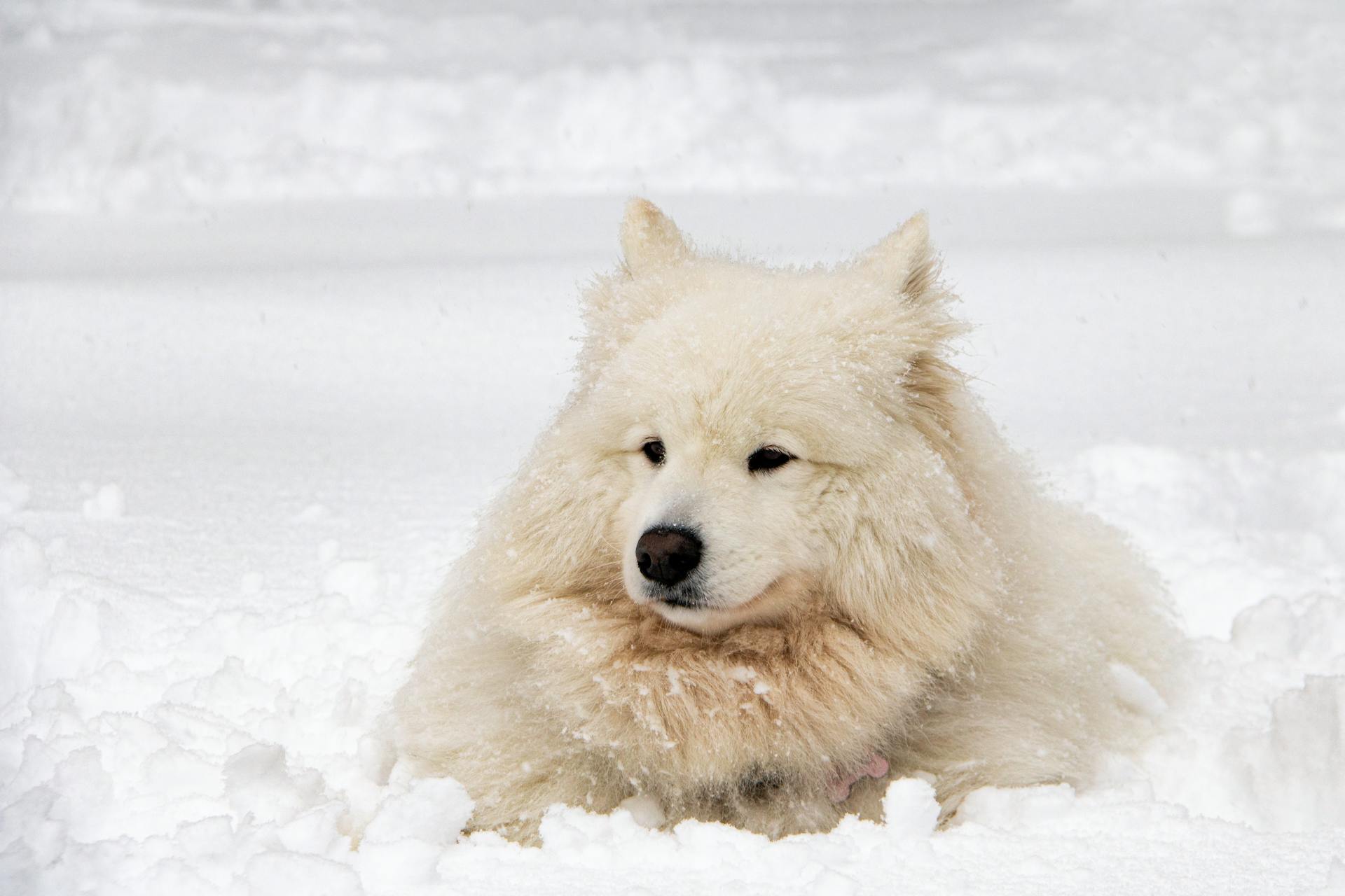 Vit hund som ligger på snö