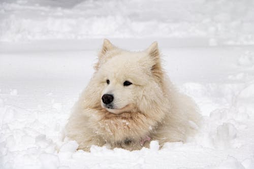 Free White Long Coat Dog on Snow Covered Ground Stock Photo