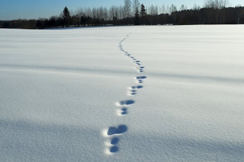 Gratis stockfoto met milieu, natuur, sneeuw