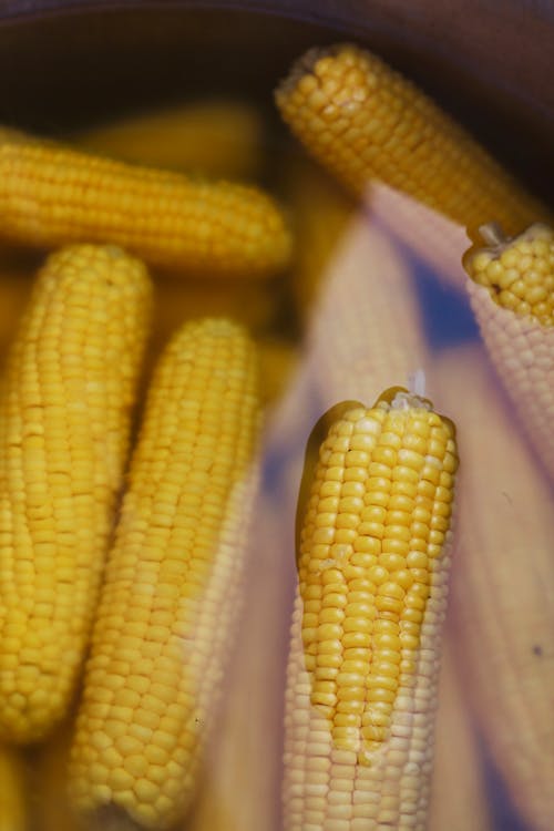 Close-up of Corncobs Boiling in Water