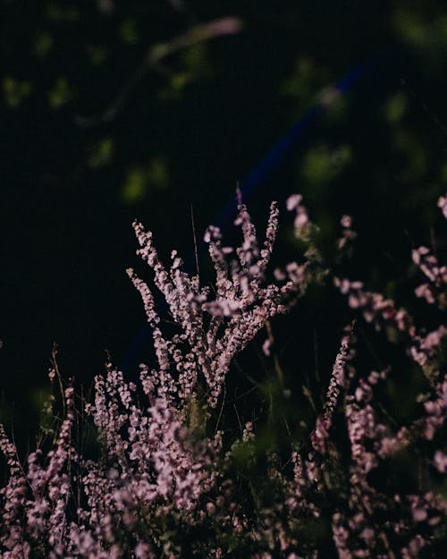 Blooming Heather Flowers 