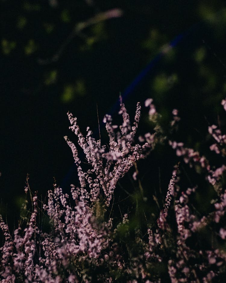 Blooming Heather Flowers 