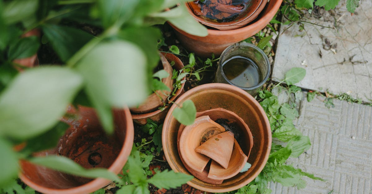 Créer un espace bio : Permaculture à la maison