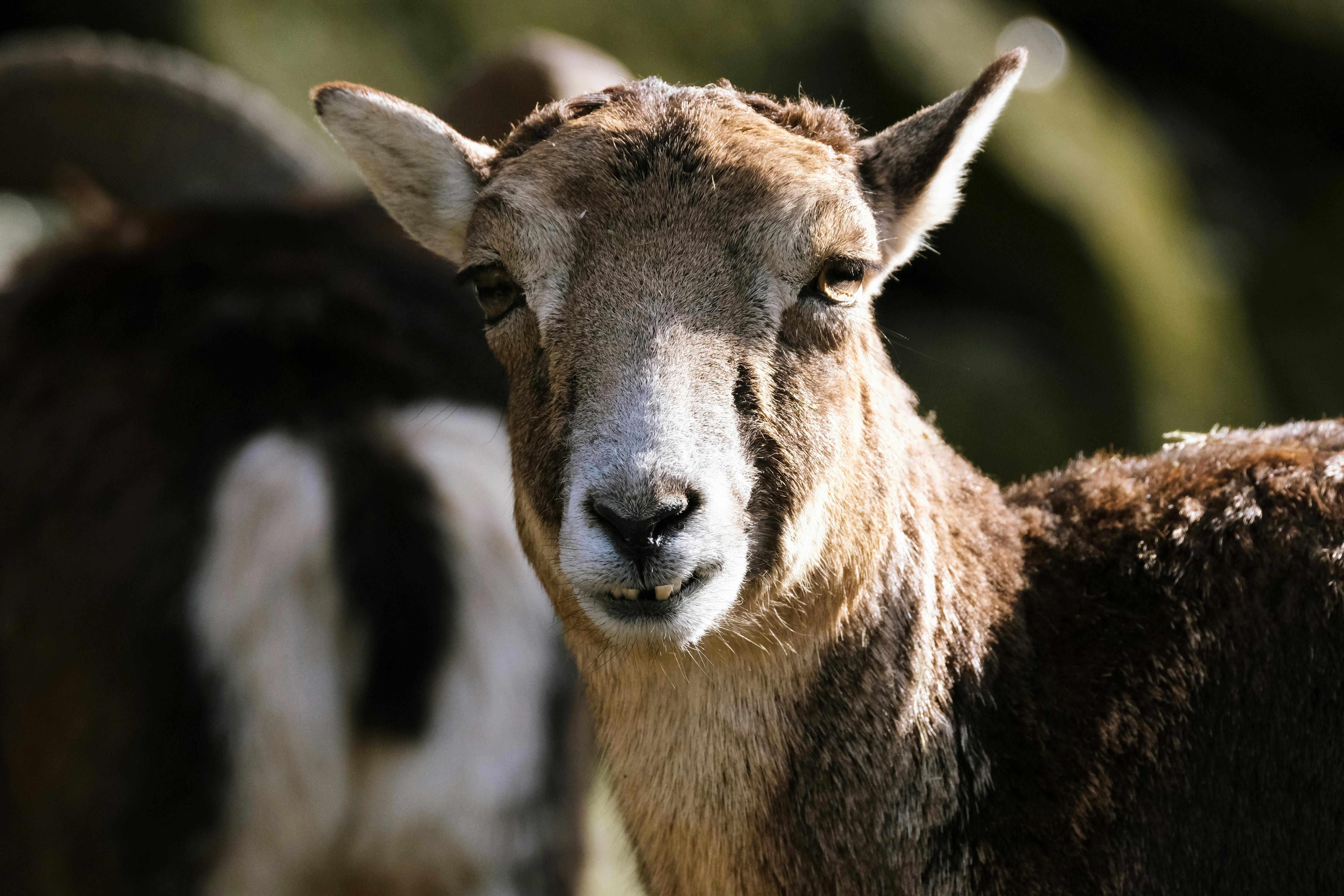 Gratuit Photos gratuites de animal, animal de compagnie, bétail Photos