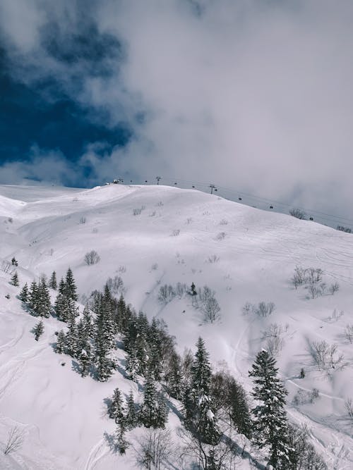 Trees on Snow Covered Mountain