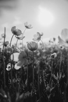 Monochrome close-up of blooming flowers in a field during sunrise, capturing nature's delicate beauty.