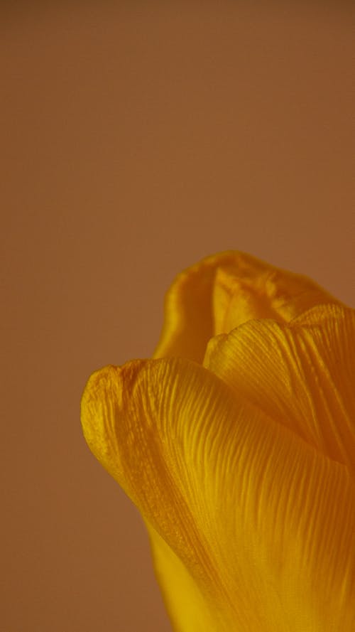 Free Close-Up Shot of a Yellow Flower Petals Stock Photo