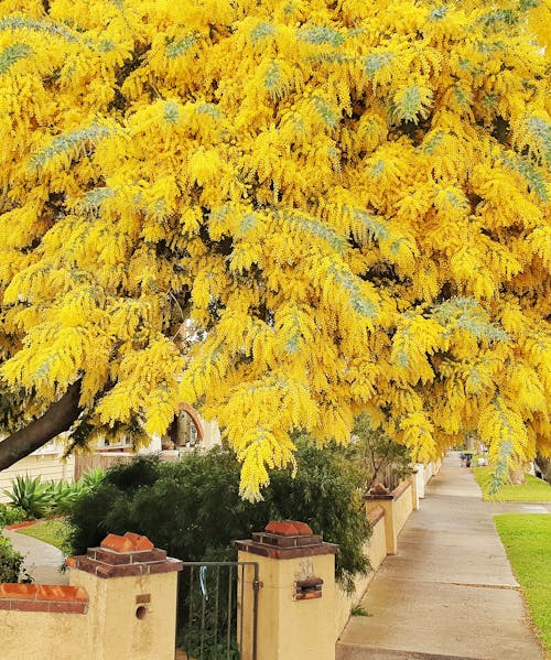 Free stock photo of australian wattle, flowering shrub, flowering tree Stock Photo