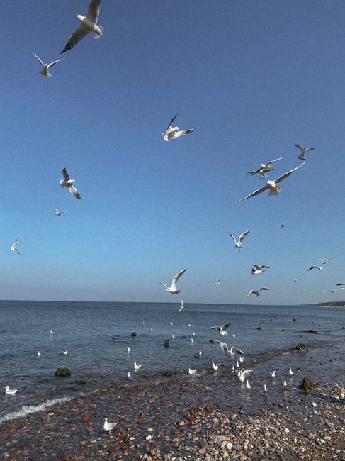 A flock of seagulls flying over a tranquil ocean with a pebble beach under a clear blue sky.