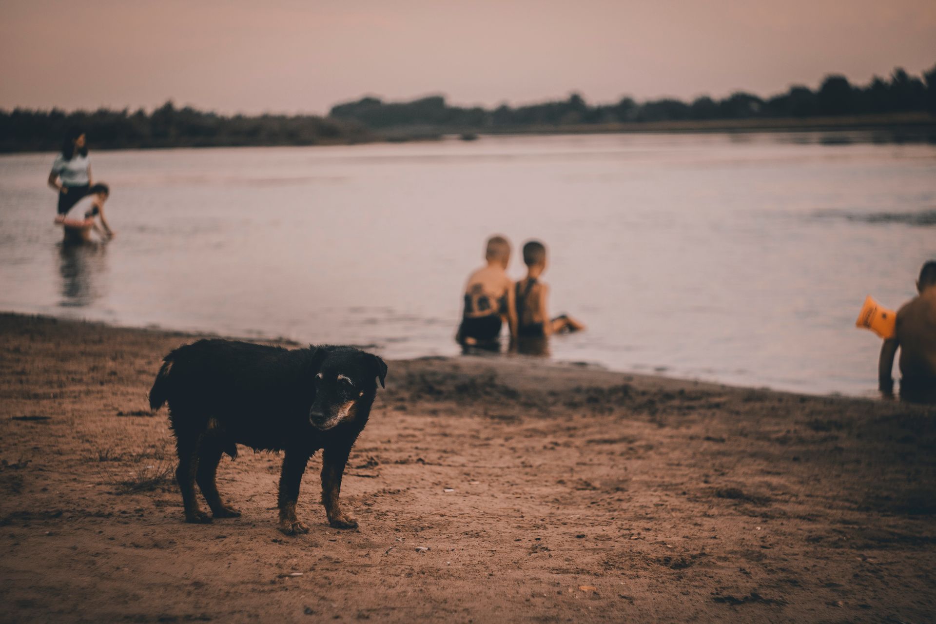 Black and Brown Dog on Brown Sand Near Body of Water