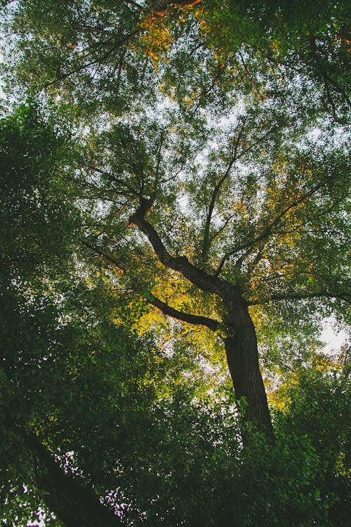 дерево, зеленый, летоの無料の写真素材