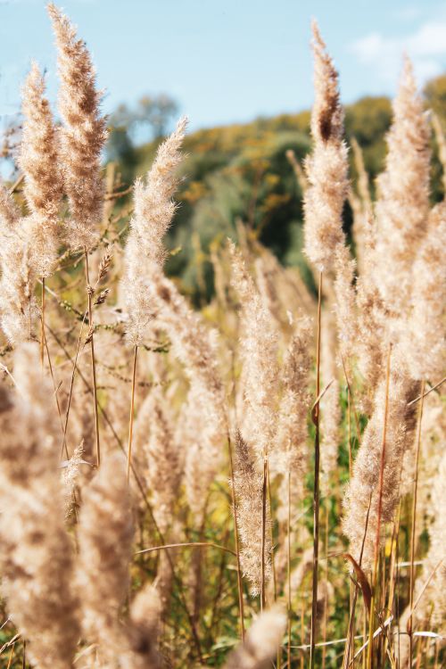 Free Golden reed grasses sway in a sunlit field against a blue sky, embodying a serene natural setting. Stock Photo