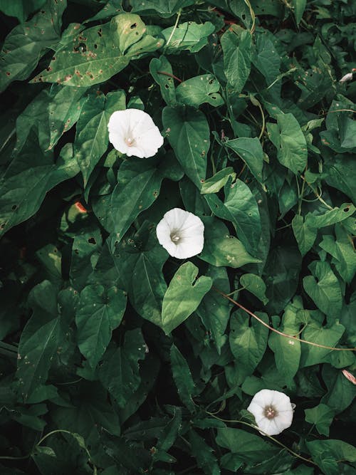 Field Bindweed Flowers and Green Leaves
