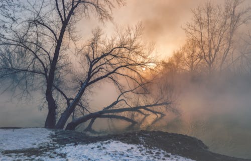 무료 감기, 겨울, 겨울 풍경의 무료 스톡 사진