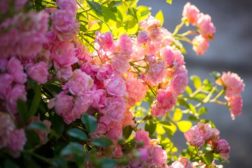Bezpłatne Darmowe zdjęcie z galerii z flora, kwiaty, kwitnięcie Zdjęcie z galerii