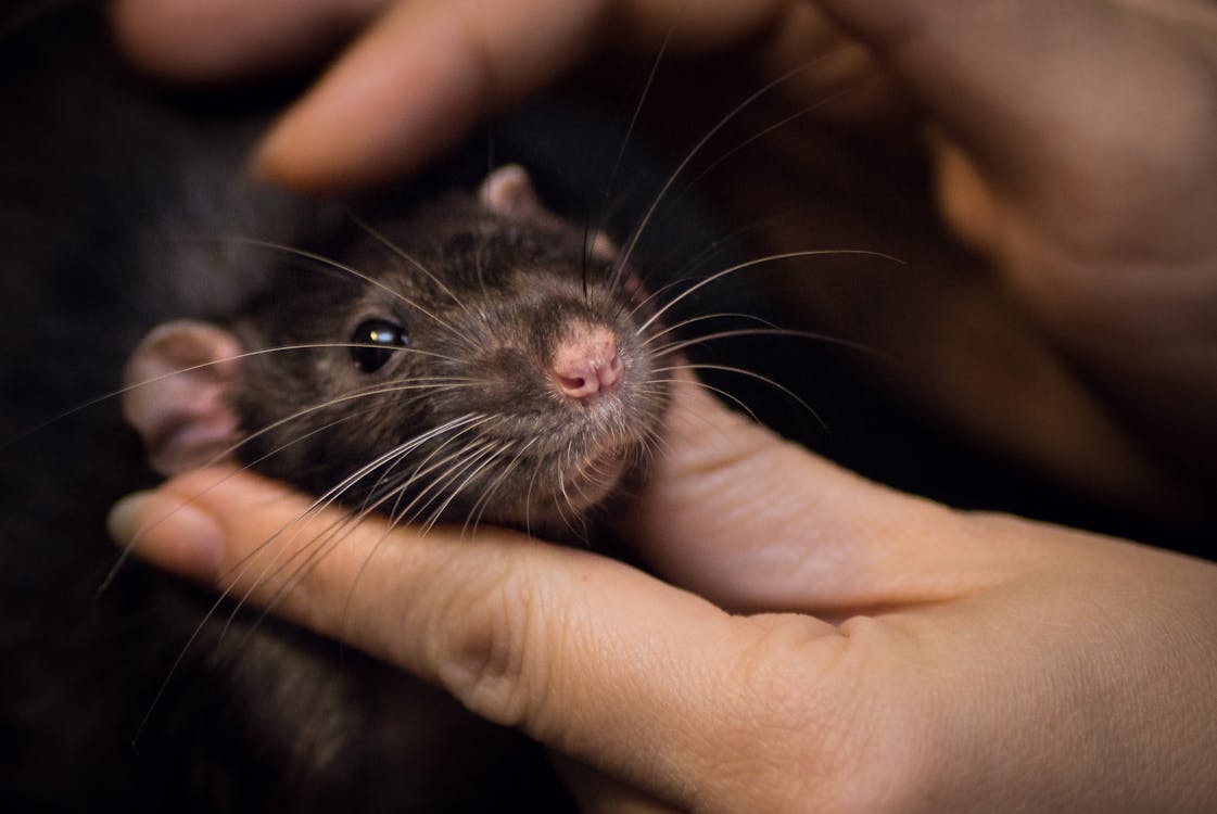 Free Close-Up Photo of Person Touching a Black Rat Stock Photo