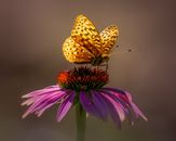 Yellow Butterfly Perched on Pink Flower in Close Up Photography