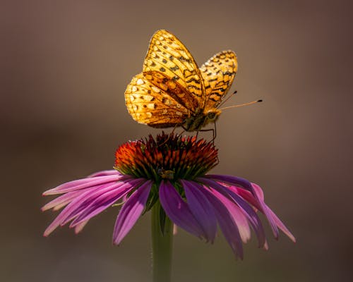 What a Warmer Fall Means for Local Pollinators