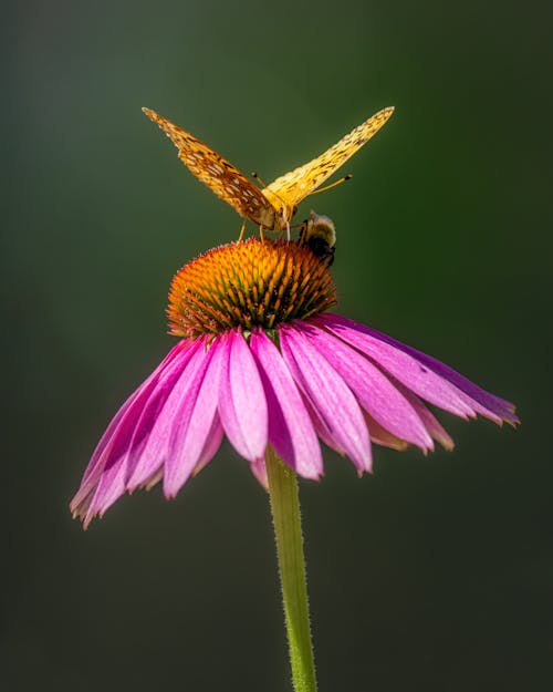 Yellow Butterfly Perched on Yellow and Pink Flower