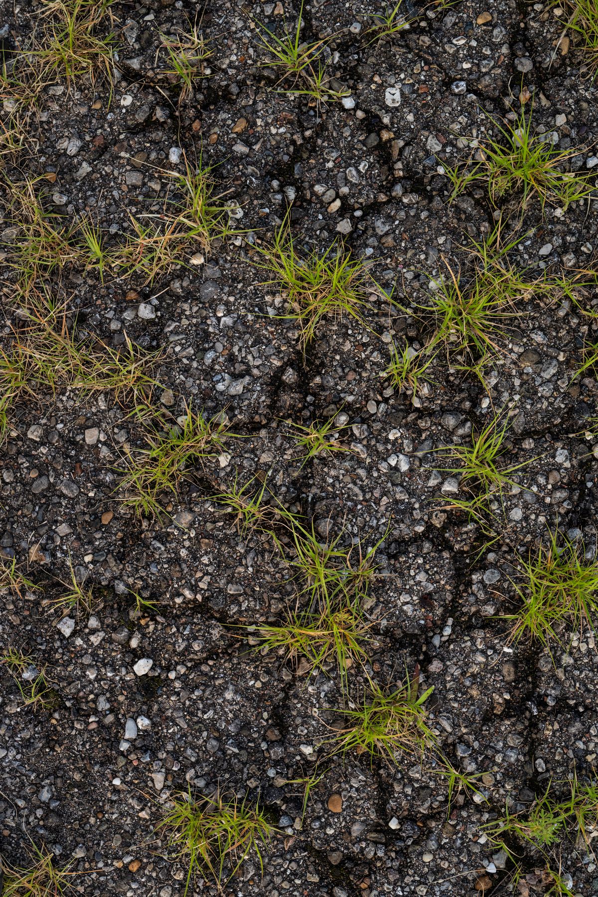 New grass seedlings sprouting from bare soil on a new lawn