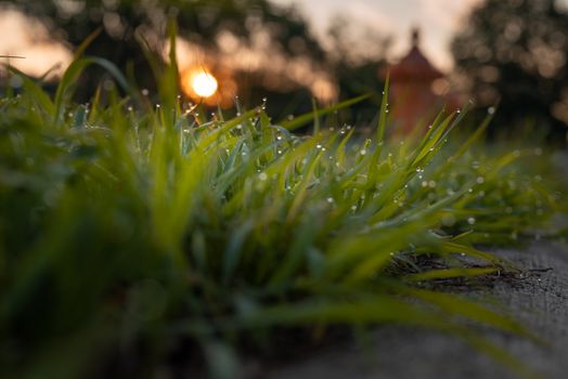Close-up of dew-covered grass with sunrise in the background, creating a tranquil and fresh morning scene.