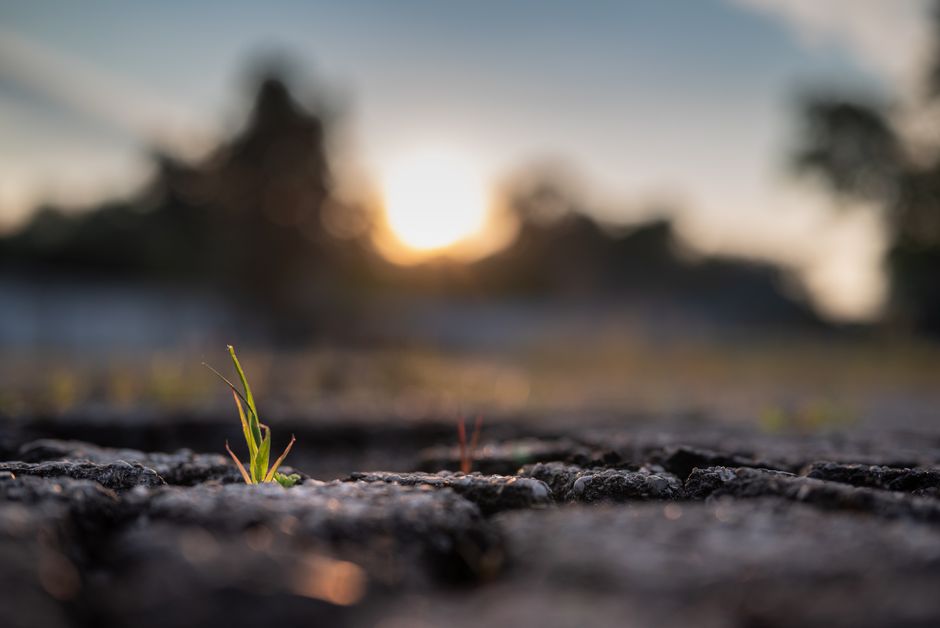 Is hydroseeding worth the money or a muddy scam? — step-by-step reference media