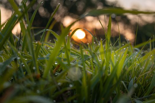 Close-up view of dewy grass blades at sunrise, capturing nature's freshness.