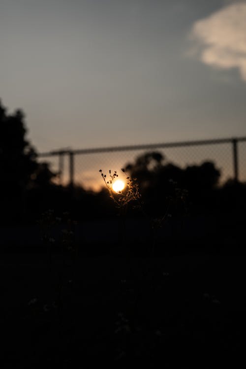 Silhouette of Trees and Plant at Sunset