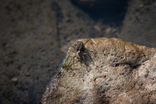 Free Detailed macro shot of a spider resting on a sunlit rock by the water. Stock Photo