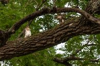 Photograph of Hawks on a Brown Tree Branch