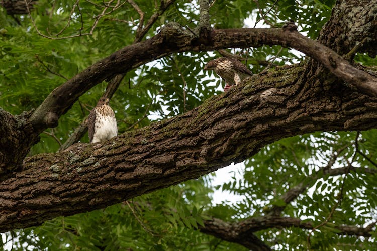 Photograph Of Hawks On A Brown Tree Branch