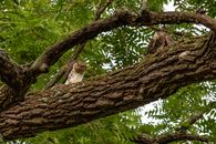 Hawks on a Tree Branch