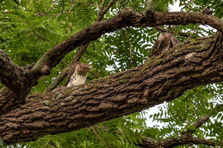 Hawks On A Tree Branch