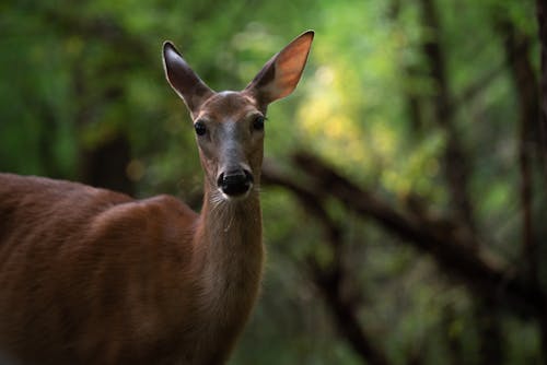 Brown Deer in Tilt Shift Lens