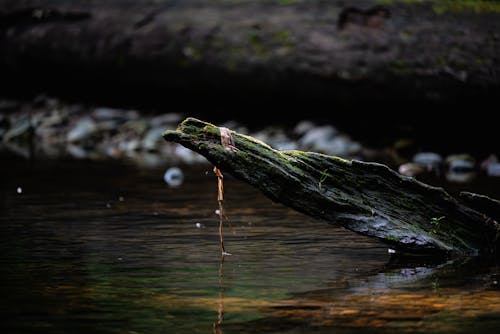 Mossy Wood on the Riverside