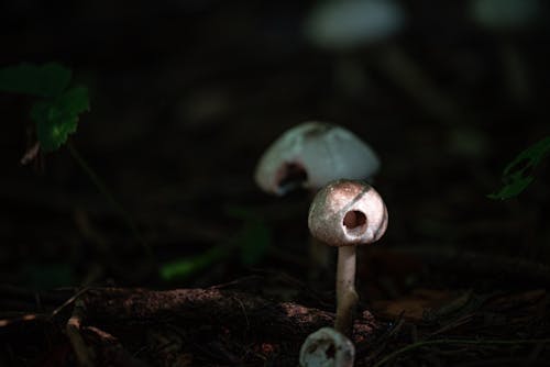 Brown Mushroom in Tilt Shift Lens