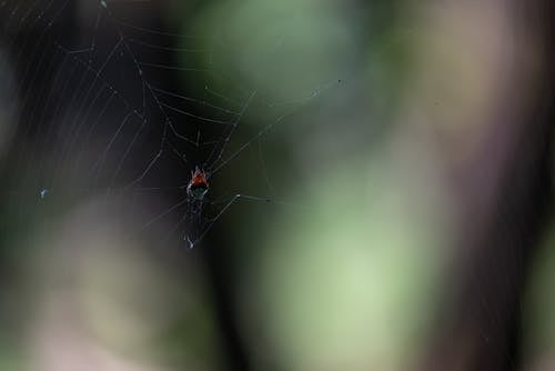 A Spider on Its Web