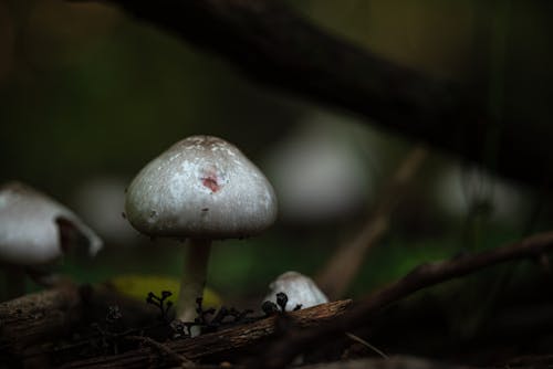 White Mushroom on Brown Tree Branch