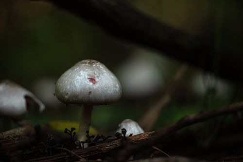 Free Macro shot of wild mushrooms in the forest, captured with a moody, natural ambiance. Stock Photo