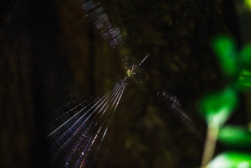 Gratuit Photos gratuites de arachnide, araignée, arthropode Photos