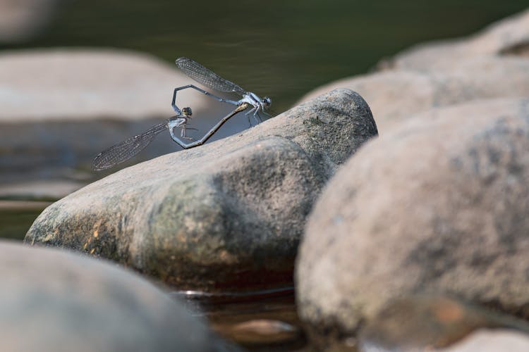 Photo Of Dragonflies Mating On A Rock