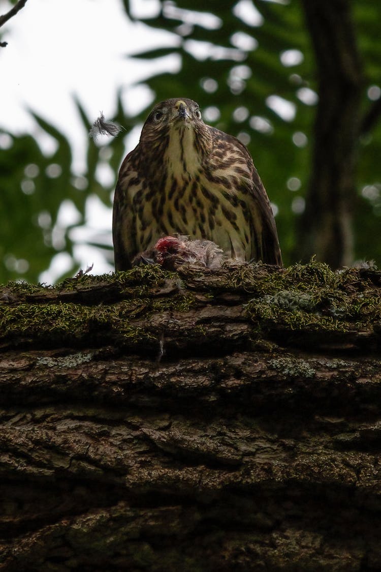 A Hawk On Its Nest