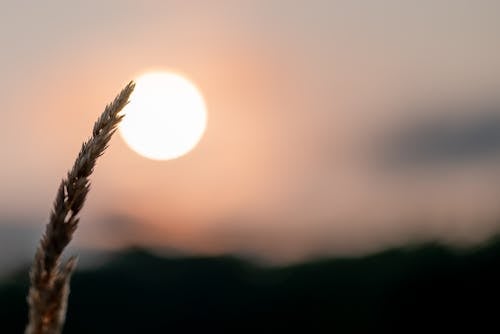 Brown Wheat in Close Up Photography