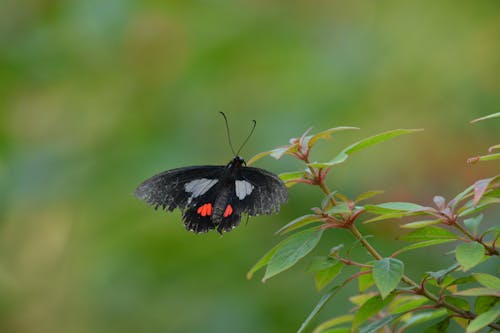 Free stock photo of butterfly insect Stock Photo