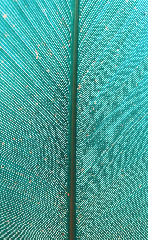 Green Leaf in Close Up Photography