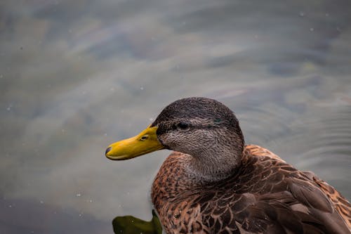 Kostenloses Stock Foto zu baden, ente, nahansicht