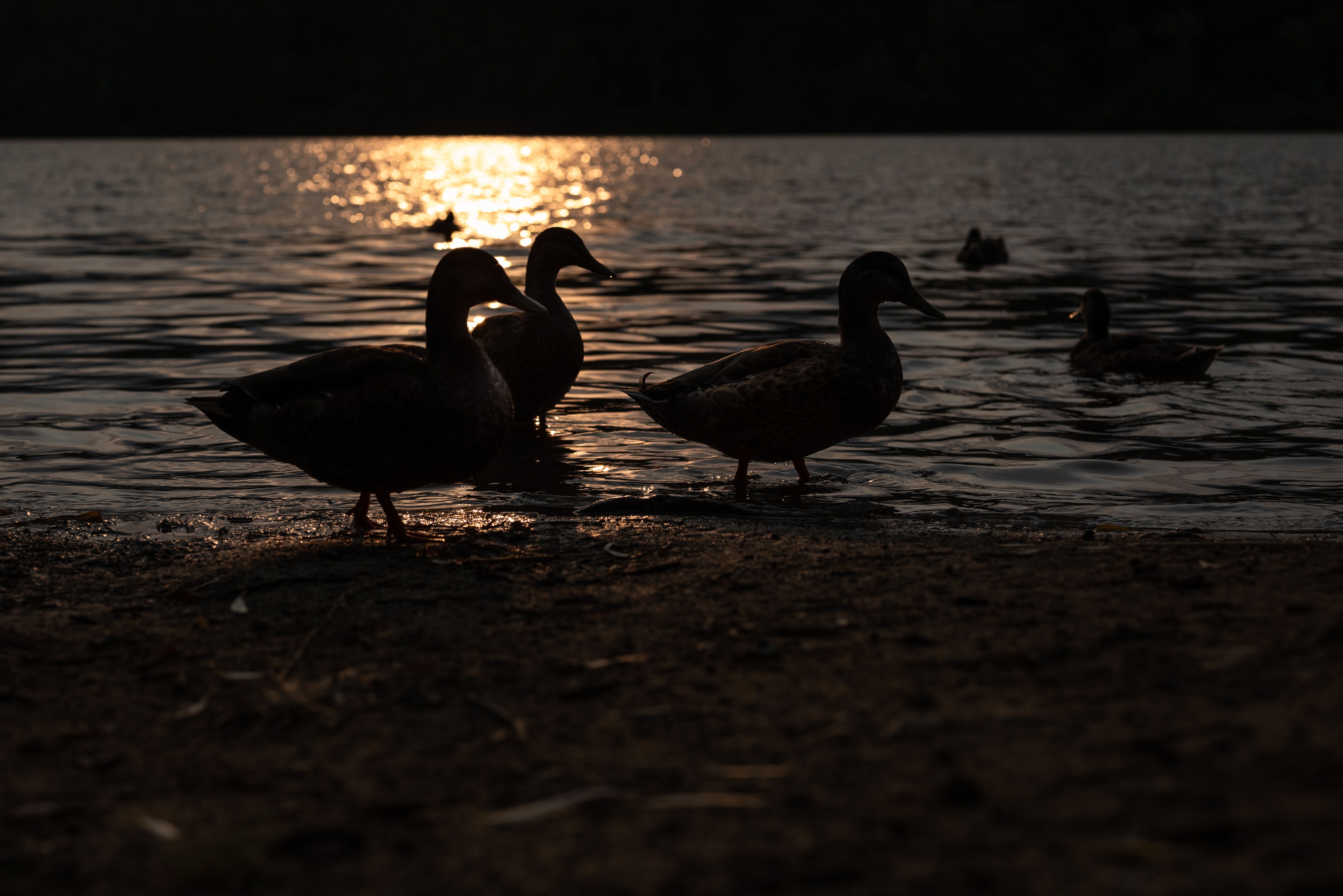 White, Black and White Pelican · Free Stock Photo